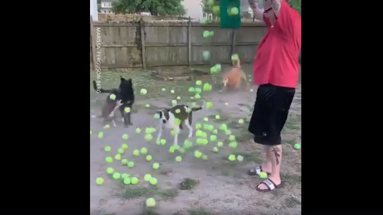 Το τέλειο δώρο για σκύλους!